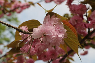娇艳绽放的粉嫩樱花枝