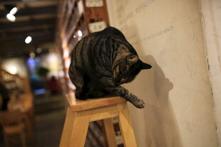 木凳上的黑猫