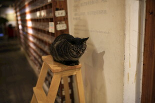 木凳上的黑猫