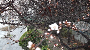 雪中绽放的娇艳梅花