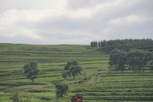 层层叠叠的翠绿茶园风光