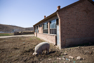 乡村小屋旁的悠闲肥猪