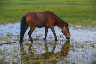 骏马于浅滩低头饮水