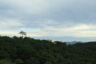 山顶孤树伴云海美景