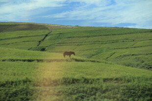 草原上独行的骏马