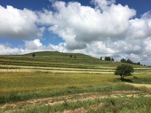 草原孤树 蓝天白云美景