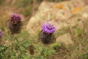 野外绽放的紫色蓟花