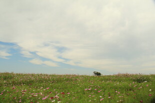 草原花海中的孤独身影