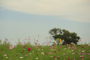 花海中独立的大树