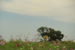 花海中孤独的树木