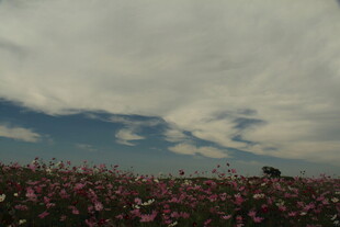 花海蓝天 梦幻田园景致