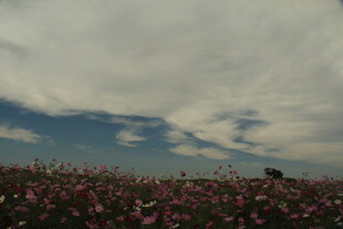 花海蓝天 田园静谧美景