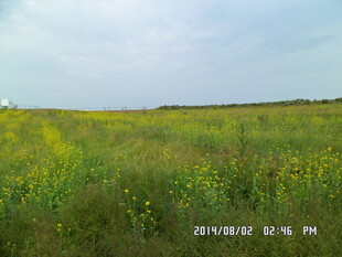 广袤田野中的灿烂黄花