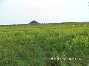 广袤田野上的黄色花海