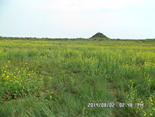 广袤草原上的烂漫黄花