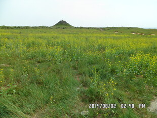 广袤田野间的灿烂黄花