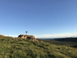 山丘上的孤树与开阔风景