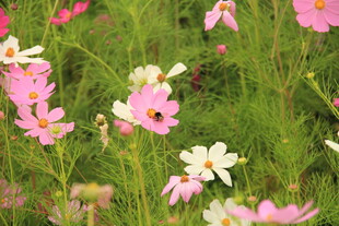 缤纷野花绽放绿意间