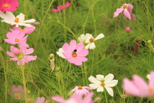 烂漫波斯菊绽放于绿野