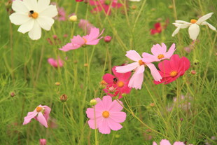 缤纷格桑花绽放于草地