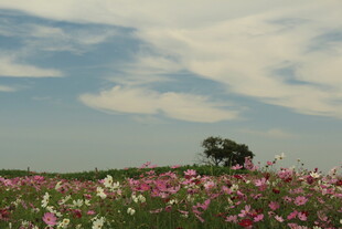 花海中孤树 梦幻田园景