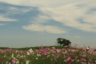 花海中独立的孤树