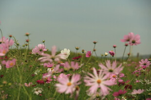 烂漫格桑花绽放于绿野
