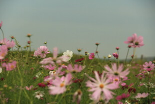 田野中的绚烂波斯菊