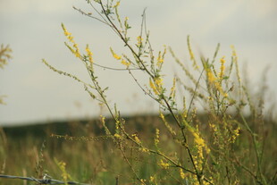 野外绽放的黄色小花