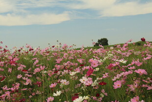 花海烂漫 绽放自然之美