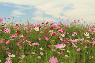 花海烂漫 绽放自然之美