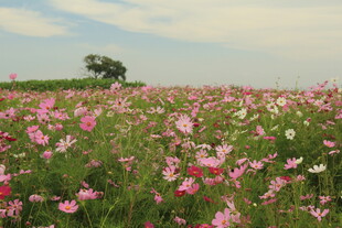 浪漫花海中的孤树