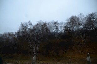 秋日白桦林景色