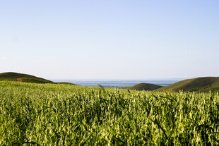 广袤绿野 尽显自然之美