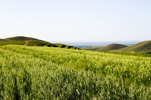 广袤绿野 尽显田园风光