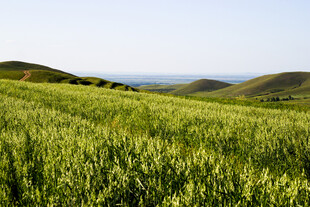 广袤绿野 尽显自然之美