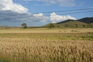 金黄麦田与远山蓝天美景