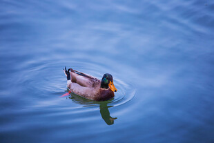 水中游弋的鸭子