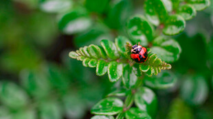 绿叶上的红色瓢虫