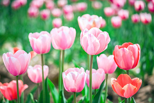 粉色郁金香花海美景