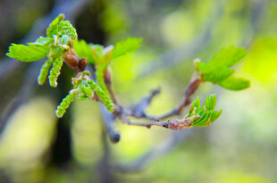 嫩绿新芽初绽枝头