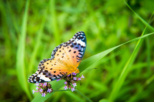 彩蝶停驻于翠绿草丛间