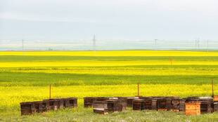 金黄油菜花田中的蜂箱