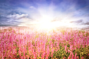 粉色花海沐浴在阳光下