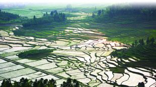 美丽梯田景观风景摄影