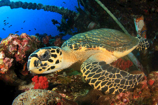 海底遨游的斑斓海龟