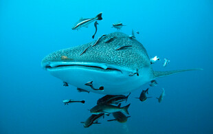 深海中游弋的大型鲸鱼