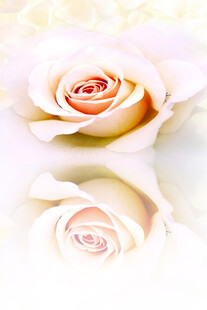 优雅白玫瑰特写