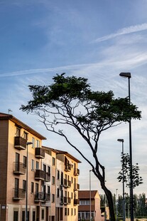 城市中楼旁的孤树