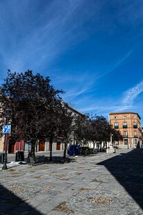 晴朗街道旁的树木与建筑